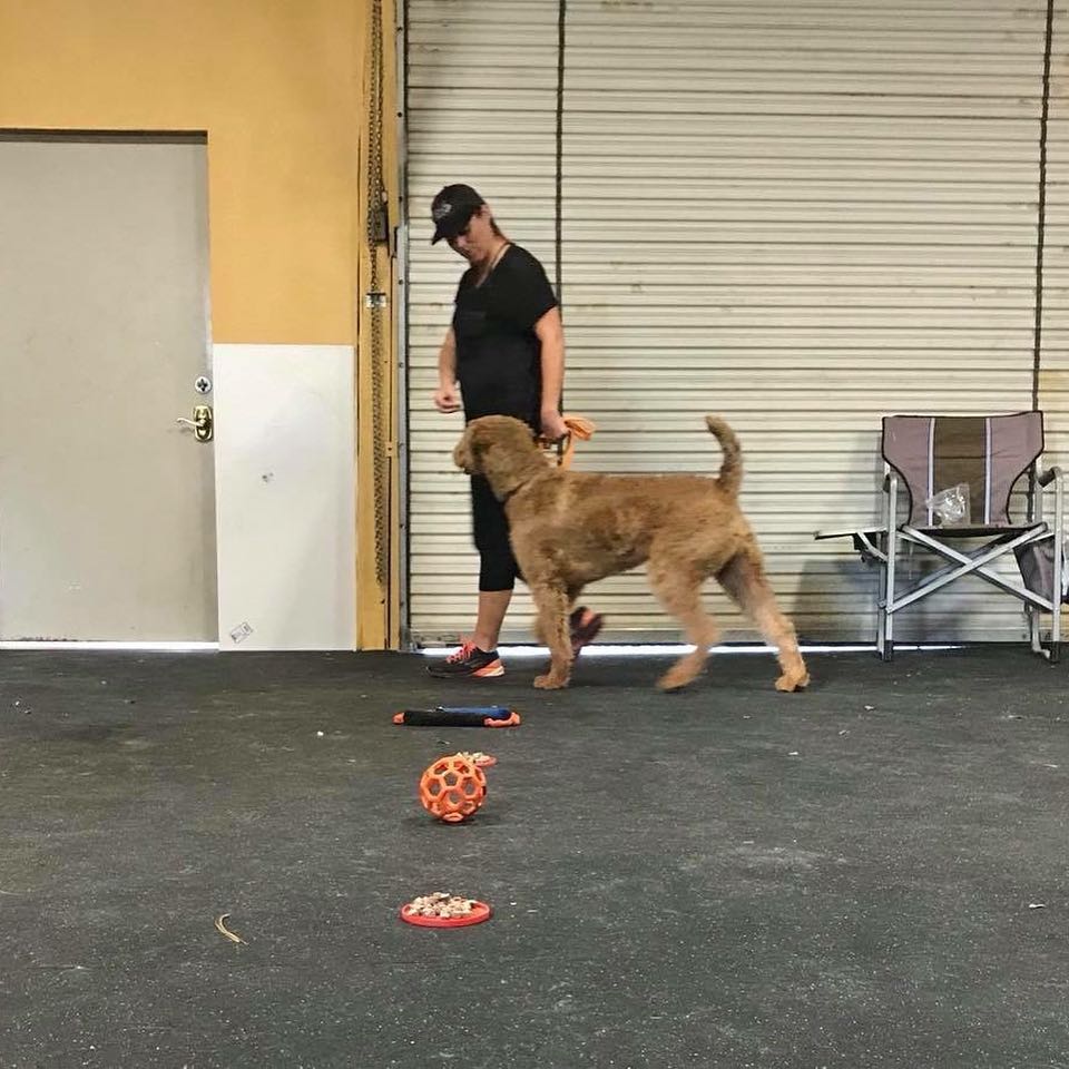 service dog trainer certification