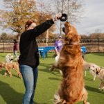 top dog boarding and training