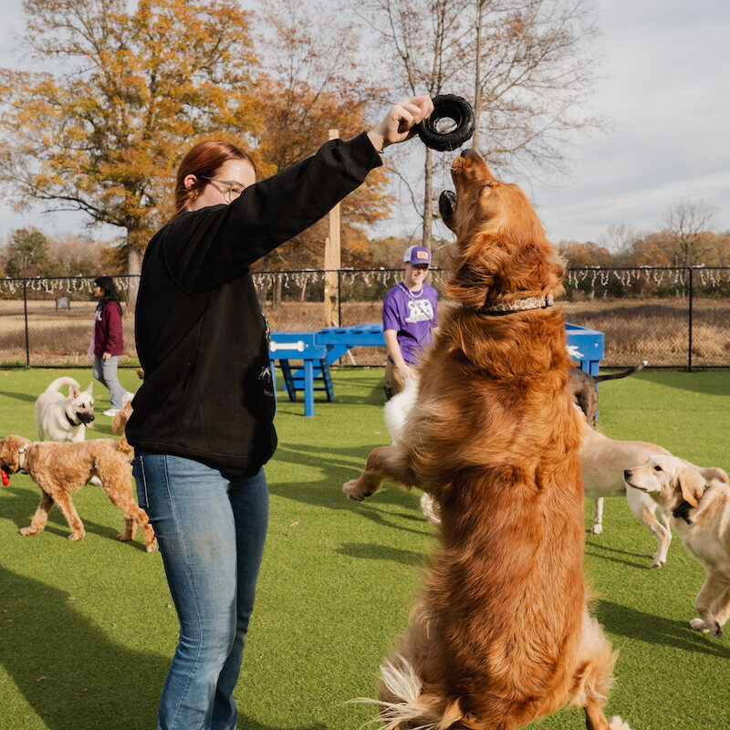 top dog boarding and training