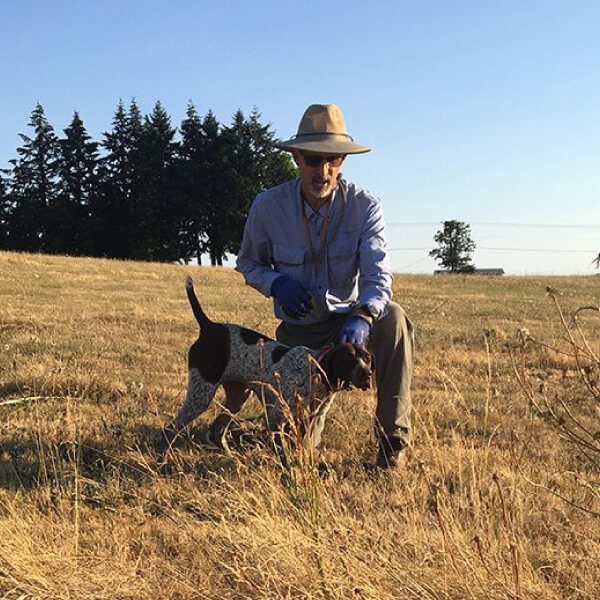 upland dog training