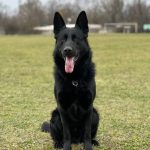 start dog protection training