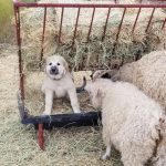 livestock guardian dog training