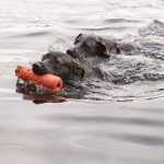 dummy dog training